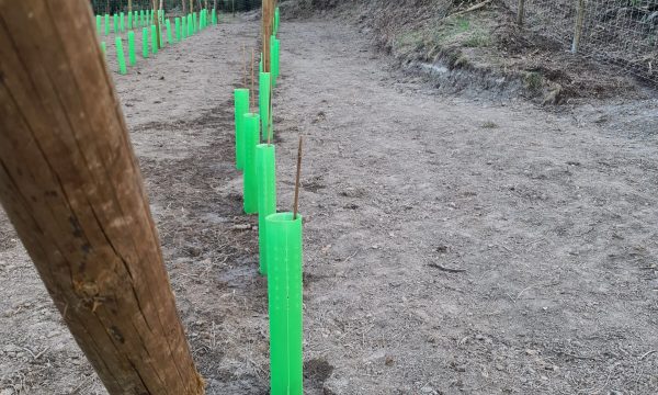 Tutor i protector verd d'un cep jove acabat de plantar