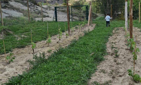 Filera de la vinya amb els ceps ja crescuts