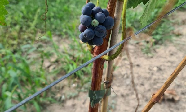 Raïm negre madurant al cep